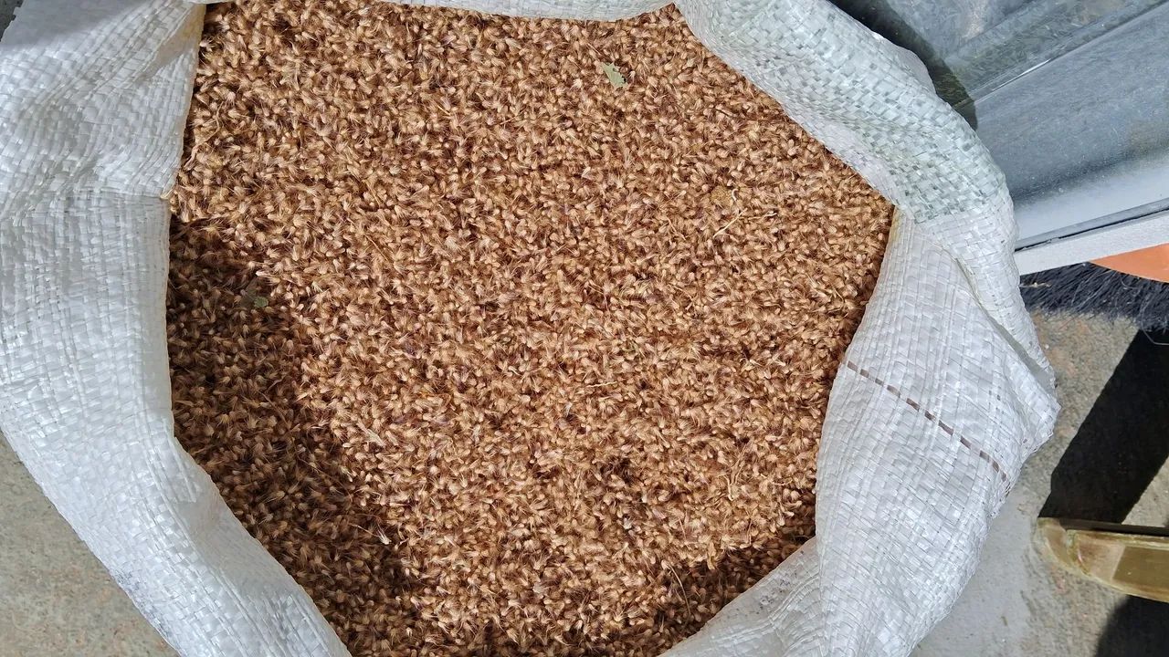 Sementes de capim buffel aridus. 