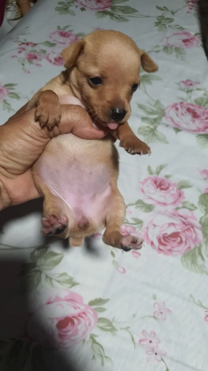 Filhote de Pinscher disponível 