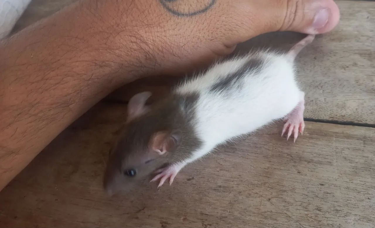 Rato Doméstico Twister - Adorável e Carinhoso - Foto 2