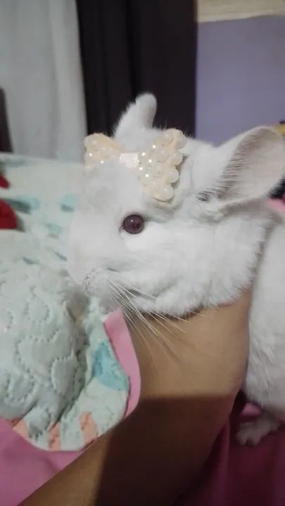 filhote de chinchila  - Foto 3