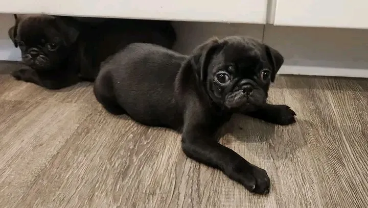 Filhotes de Pug - Lindos e Carinhosos na promoção