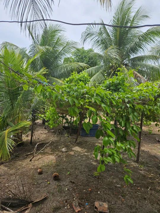 AREA com 5.700 m2,  com lagoa e natureza exuberante - Foto 4