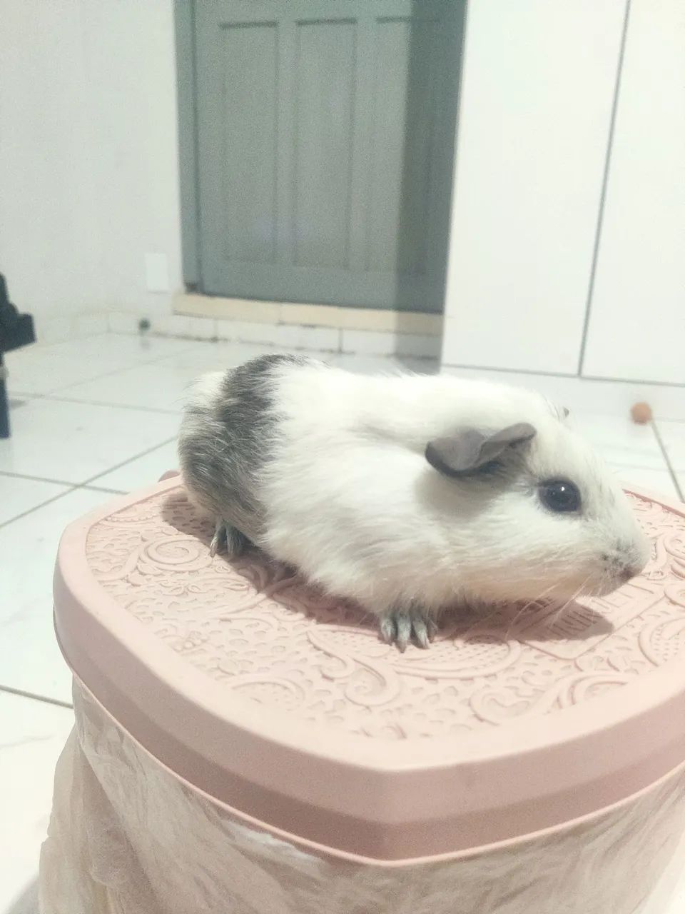 Porquinhos da índia  - Foto 6