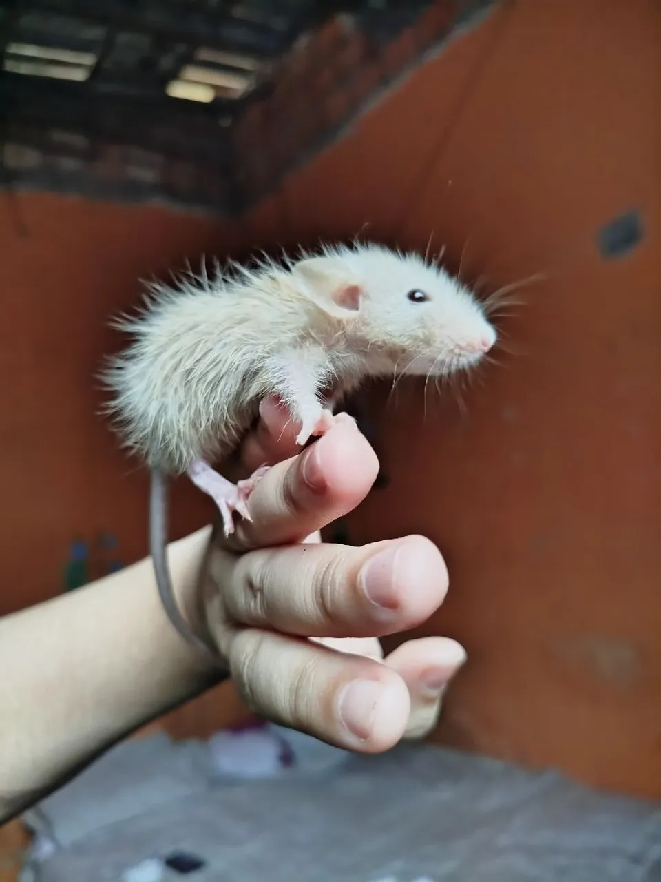 Ratinho Twister 