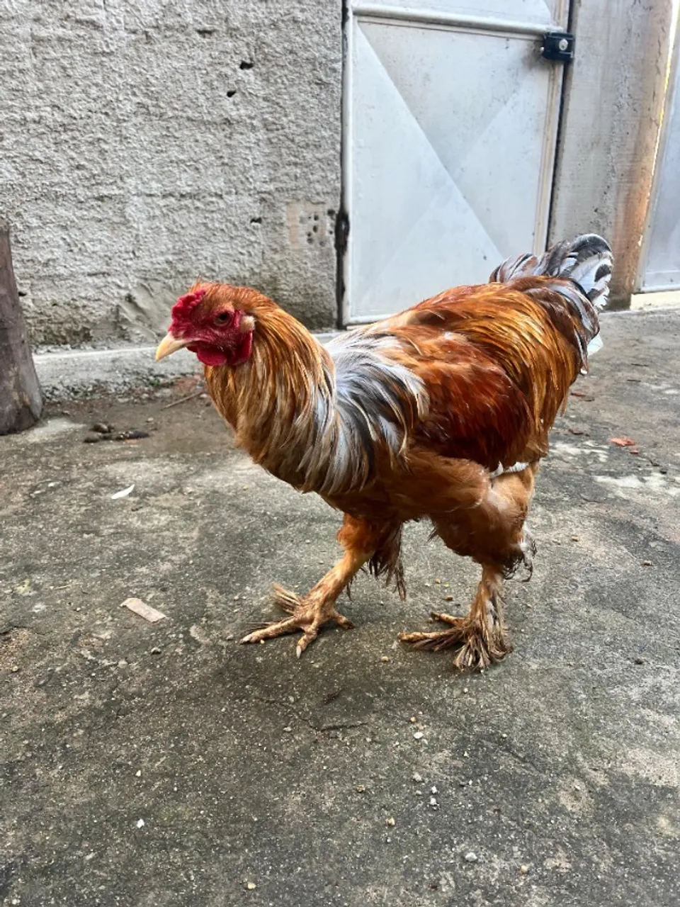 Galo brahma, galo de raça