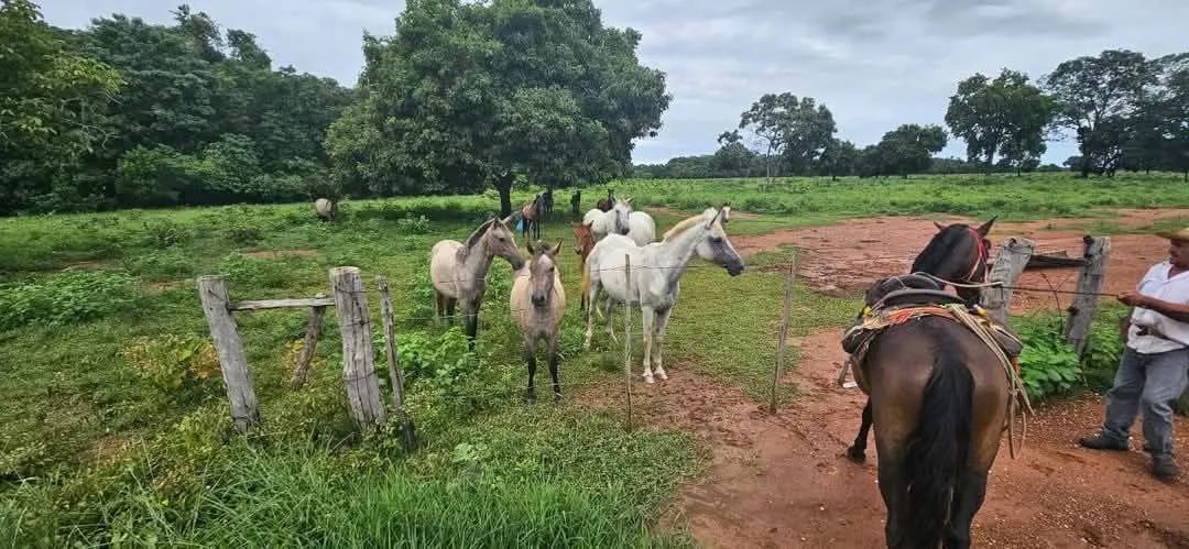 Cavalos , Éguas e Potros - Foto 2