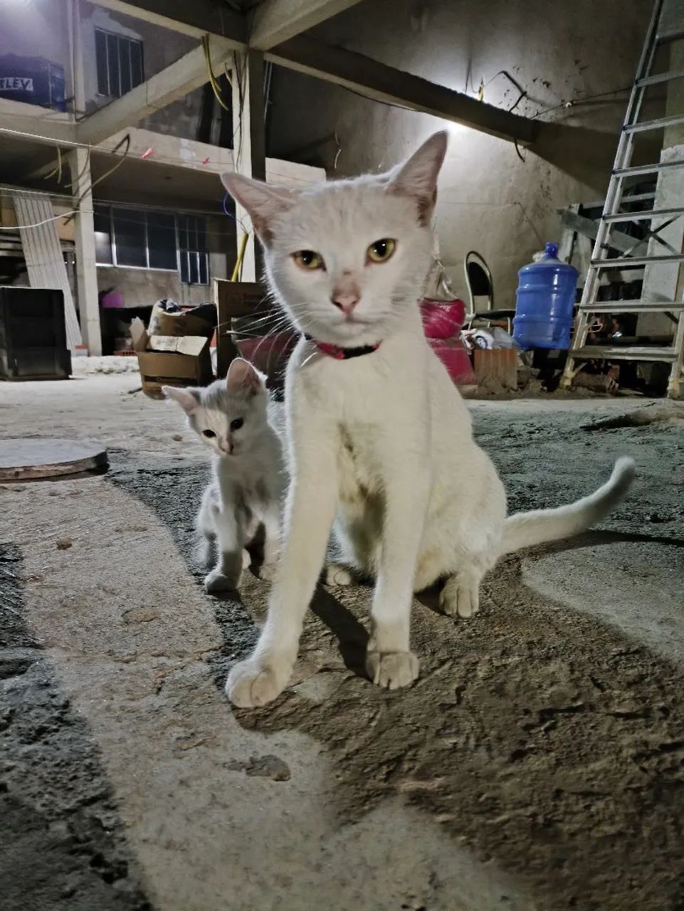 Gata branca disponível para adoção - Foto 3