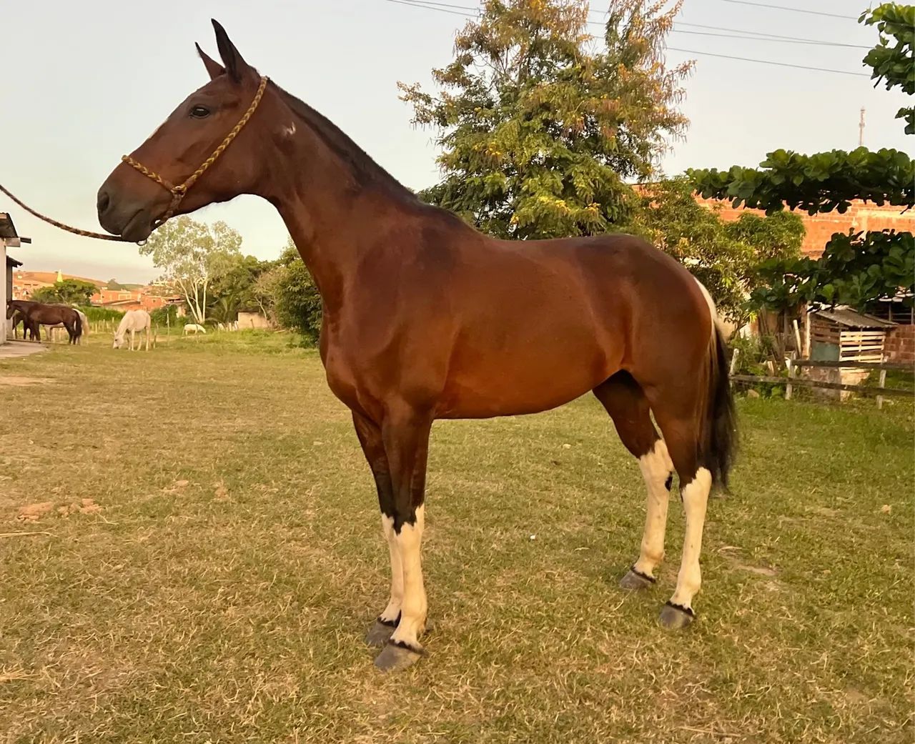 Égua Mangalarga Marcha Picada  - Foto 3