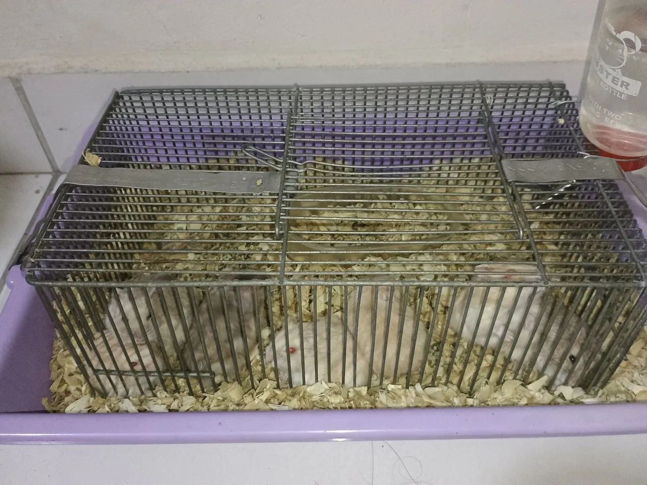 Hamster anão russo  - Foto 2