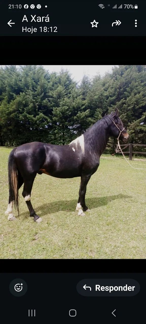 Garanhão MM preto pampa registrado - Foto 2