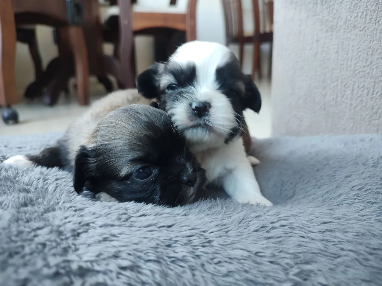 Dois filhotes de Mini Shihtzu MACHOS