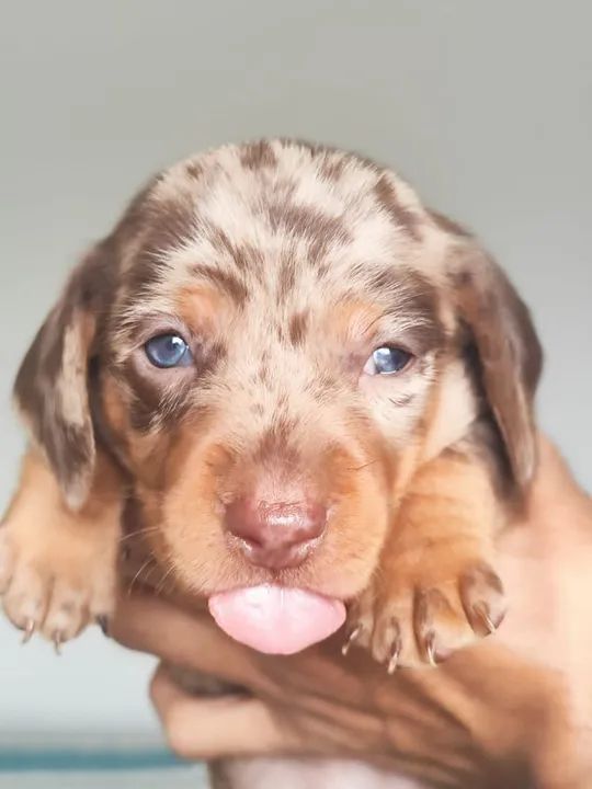  Dachshund Mini Arlequim chocolate