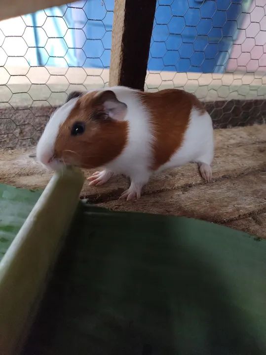 Porquinho macho 30 dias - Foto 4