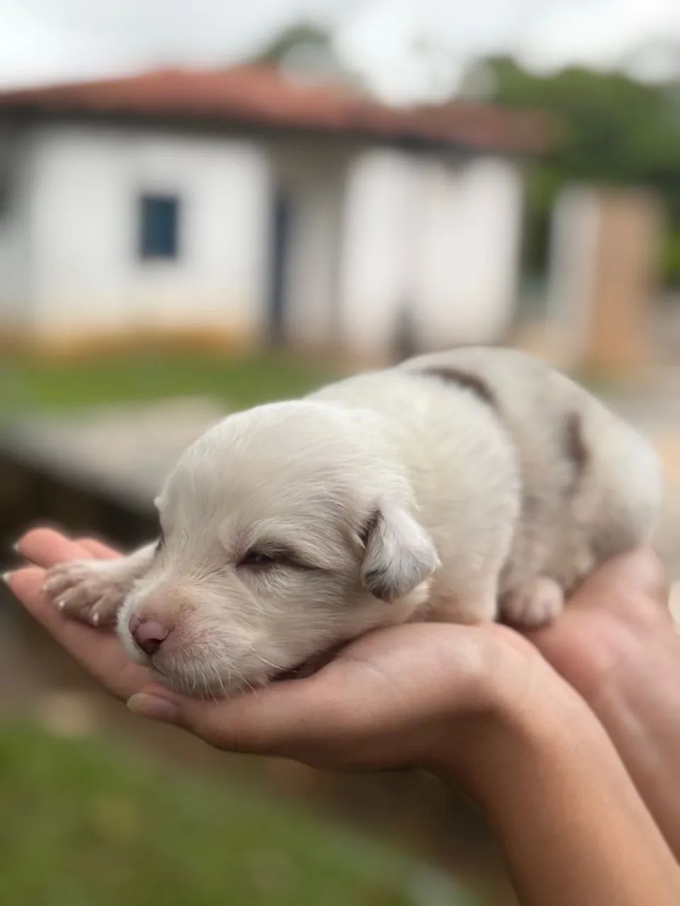Filhotes de border collie a venda - Foto 4
