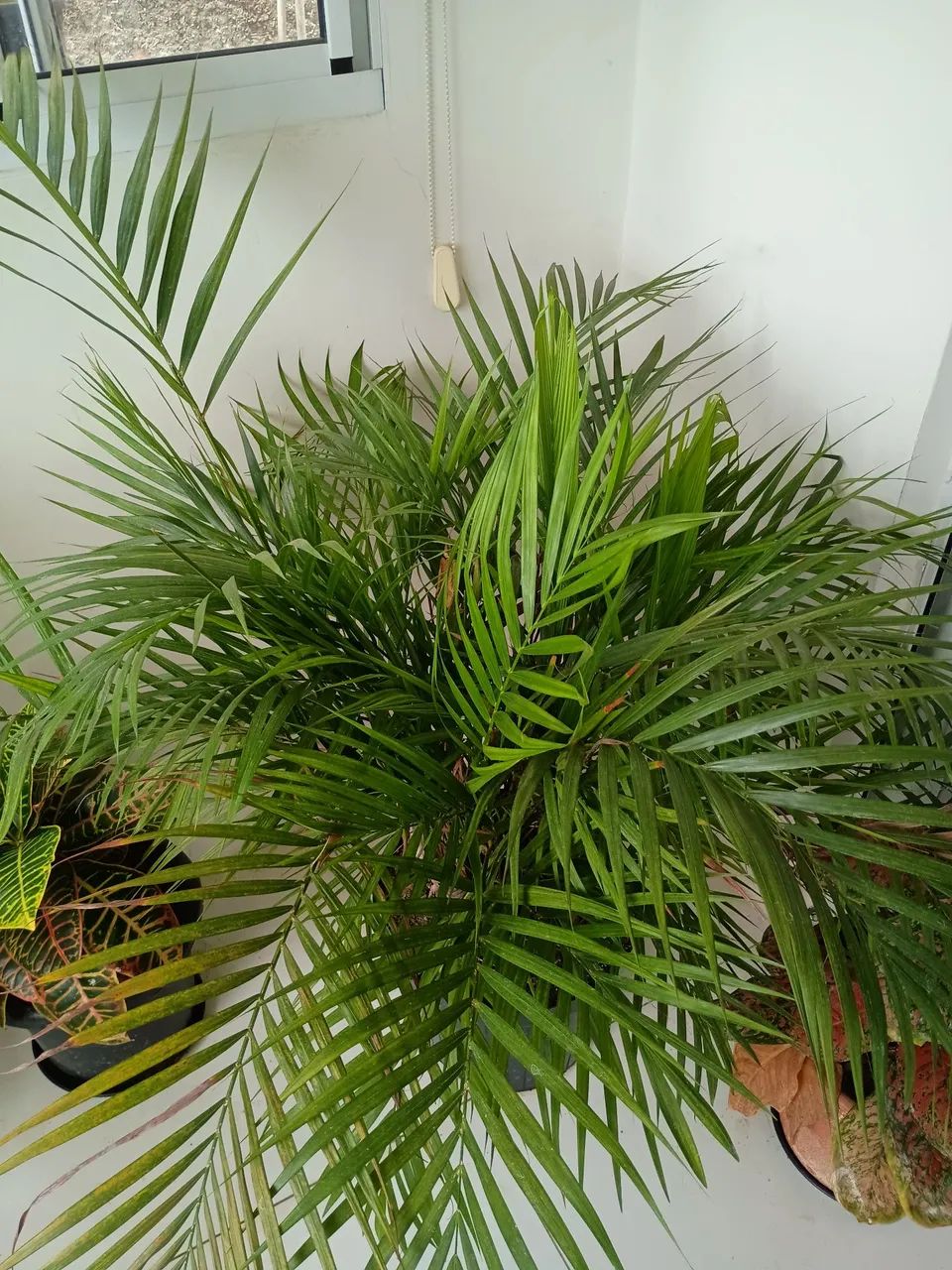 Vende se planta - Foto 3