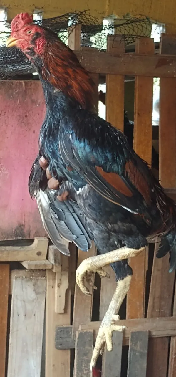 Galo de raça carioca