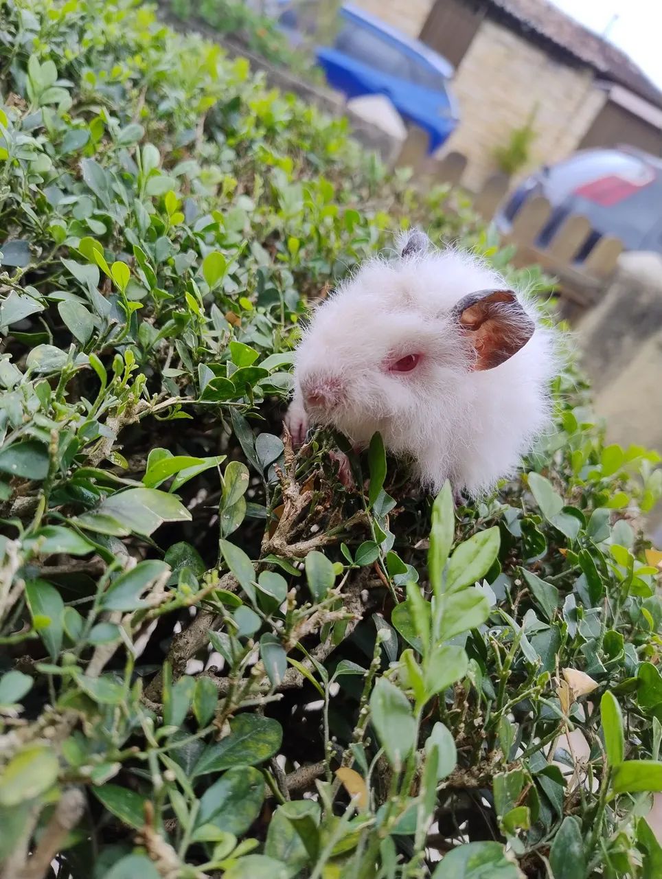 Porquinho da índia disponível  - Foto 5