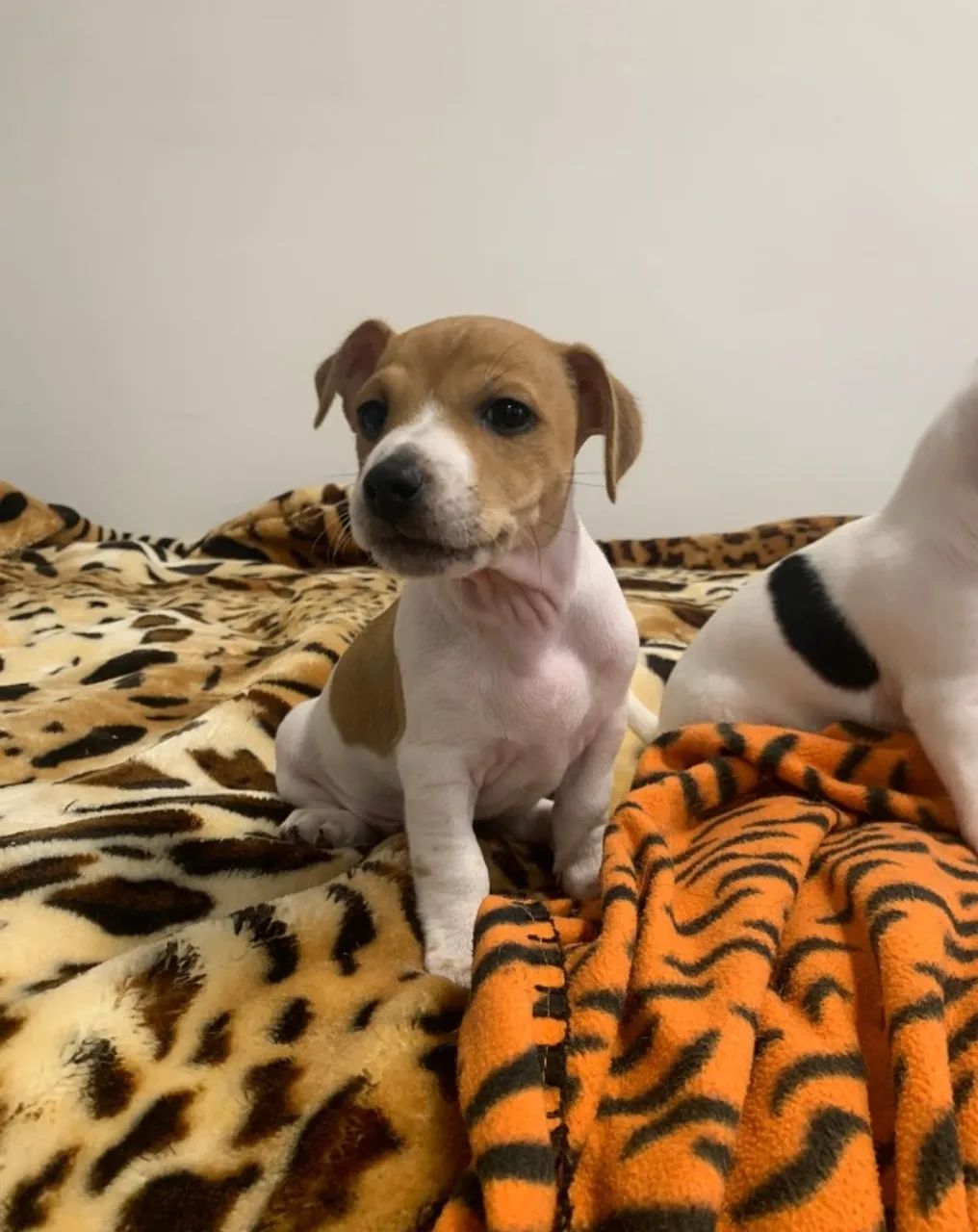 Cãozinho fofurinhos babes  para sua Família Jack Russel 