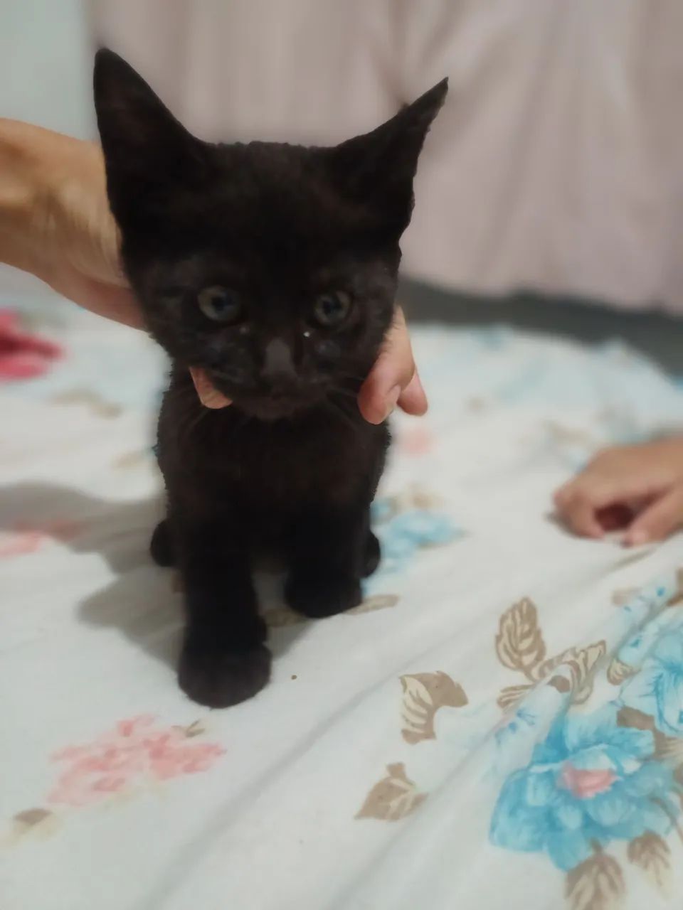 Gatinhos novinhos com 2 meses  - Foto 3