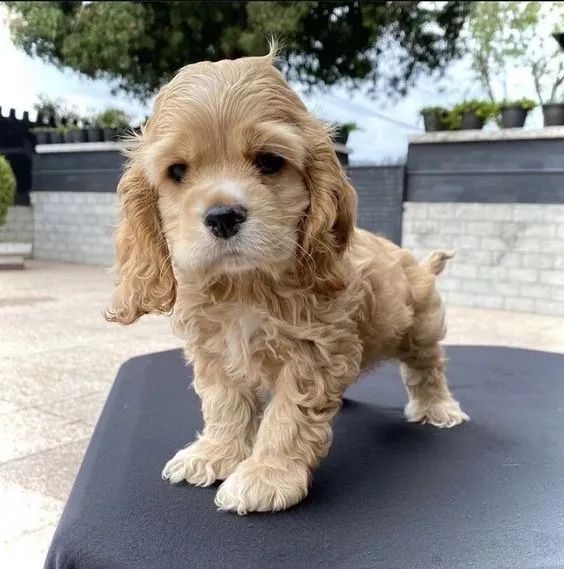 Cachorros de  Cocker Inglês á venda 