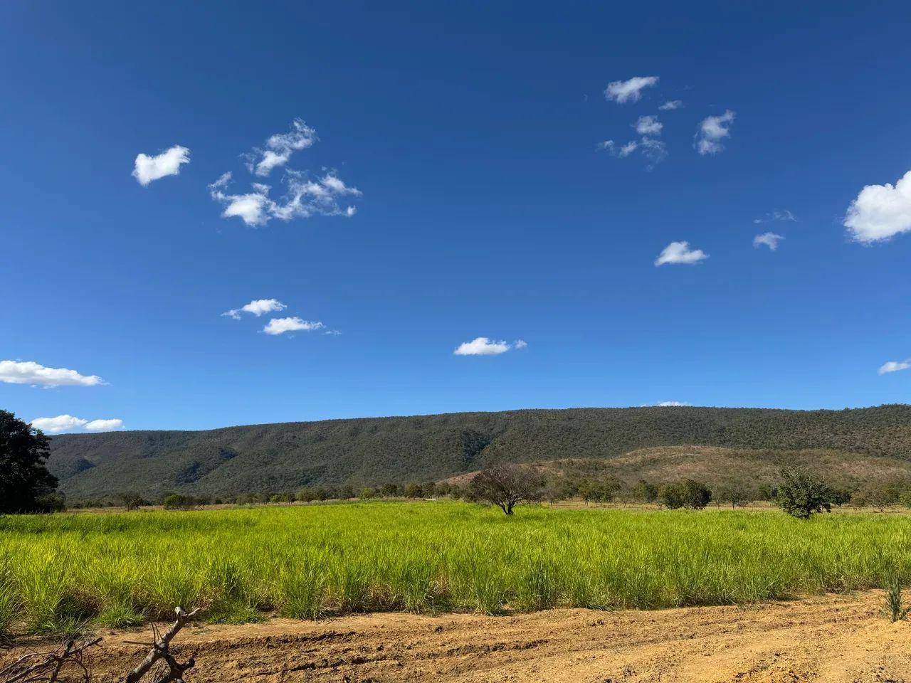FAZENDA FORMOSA-GO  - Foto 4