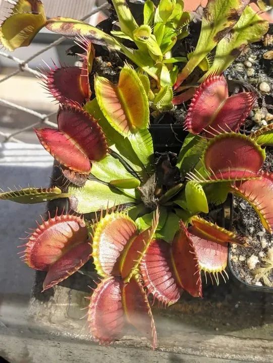 Planta Carnívora Dionéia