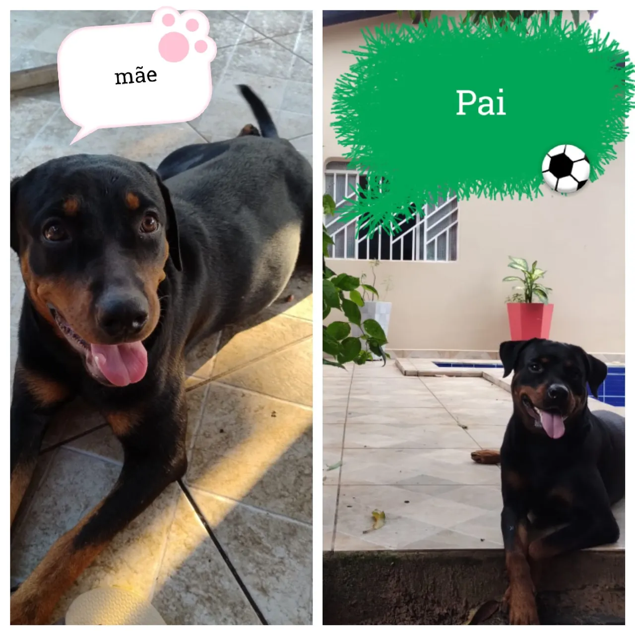 Filhotes de Rottweiler puros e saudáveis!