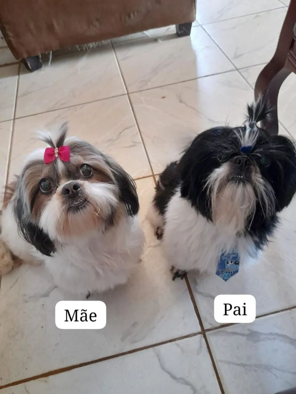 Filhotes Shih Tzu que possuem 2 meses(08/02/2025). 1 fêmea e 1 machos  - Foto 3