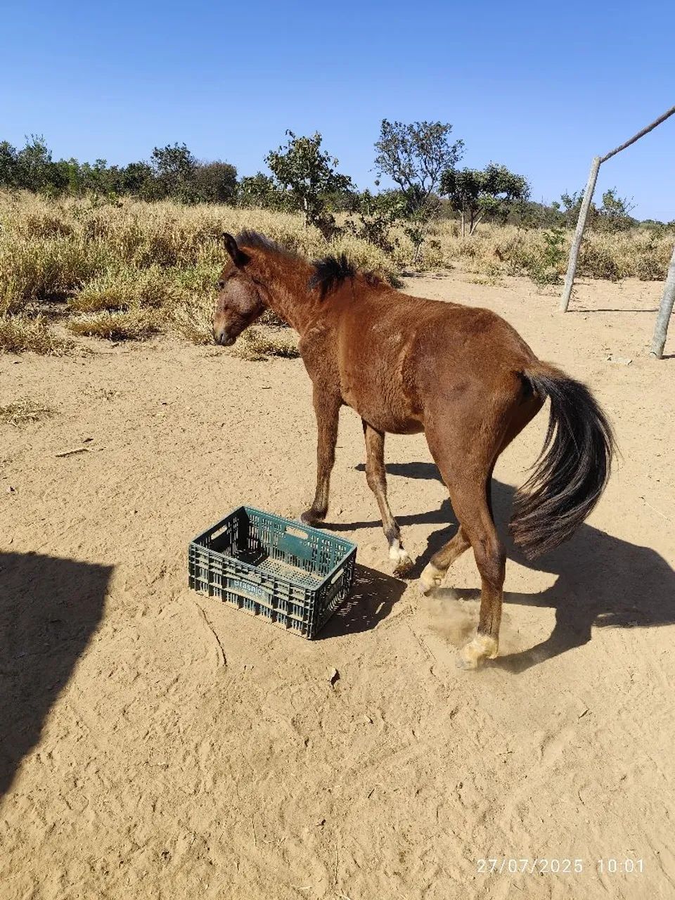 Um potrinho e uma potrinha.