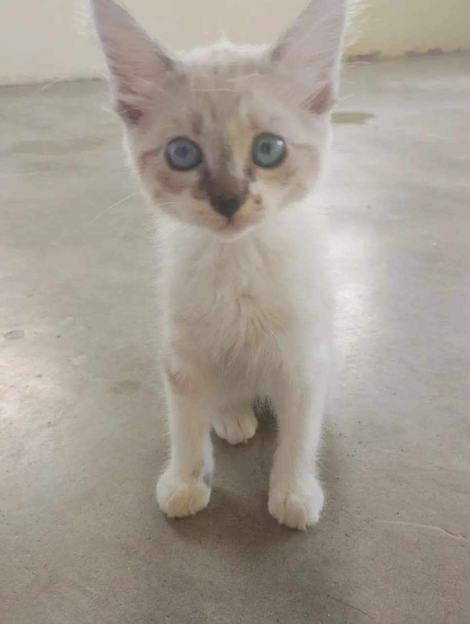 Adoção de gata