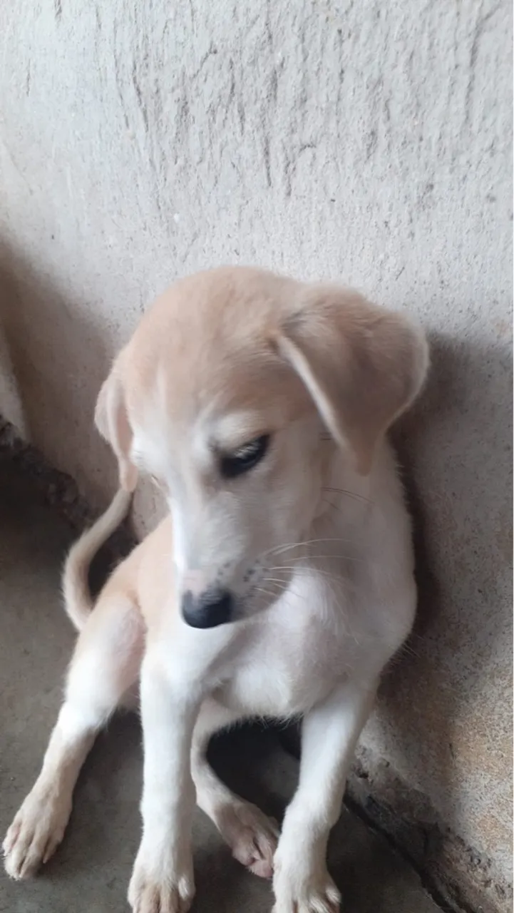 Filhotes RND. 4 meses. Fêmeas . Para doação 