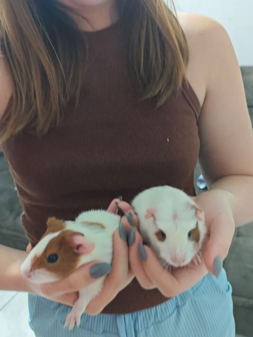 Lindos Porquinhos-da-Índia recém nascido - Foto 2