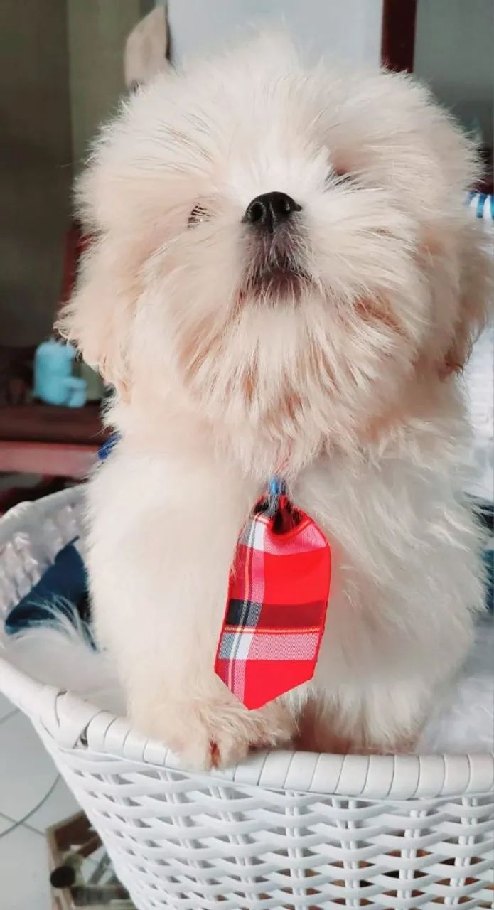 Filhote Shih Tzu - Puro, Charmoso e Pronto para Amar!