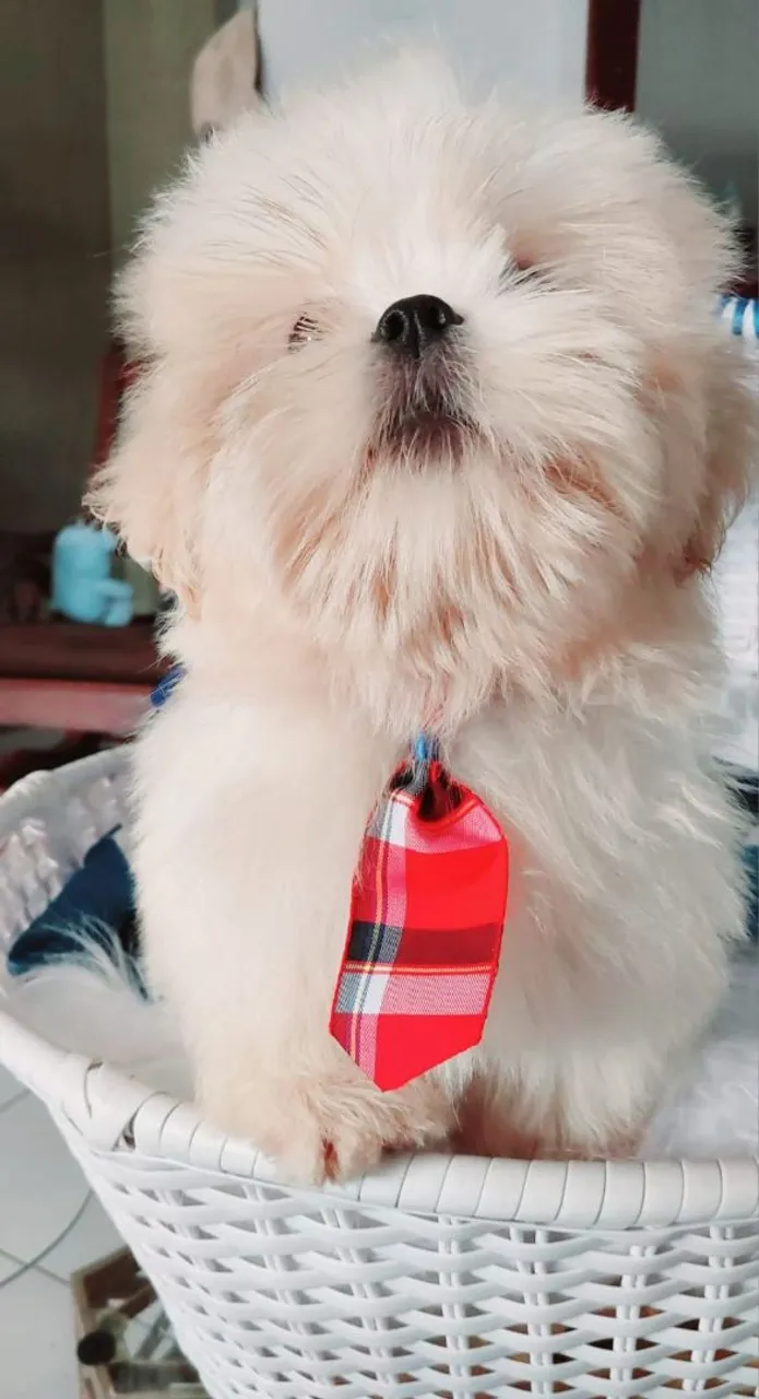 Filhote Shih Tzu - Puro, Charmoso e Pronto para Amar!