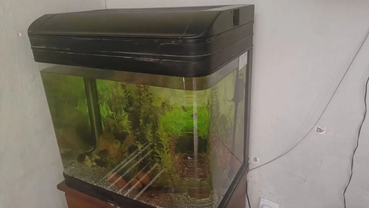 Aquário de 100L com Acessórios