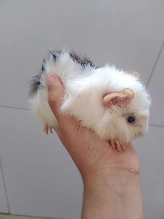 Filhotinhos de porquinho da índia Abissinio 