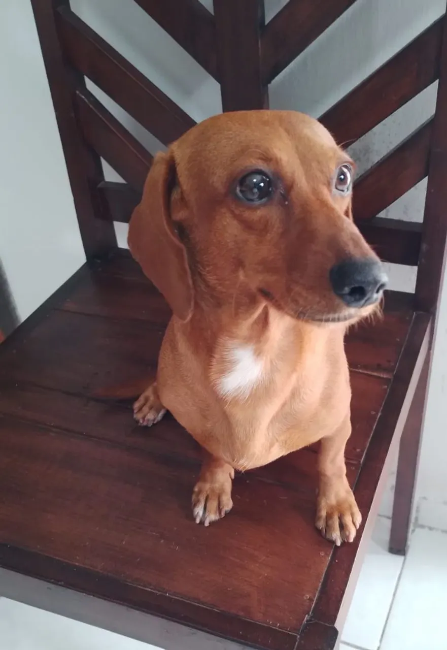 Filhote de Dachshund