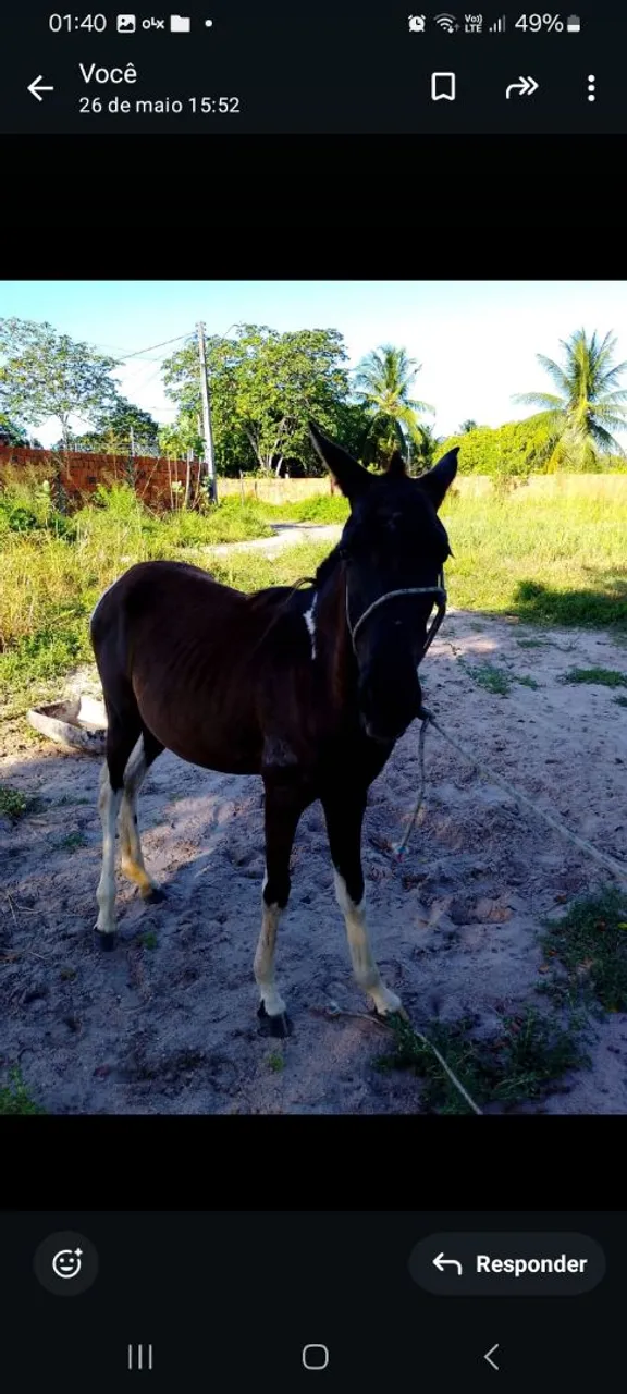Egua pampa de preto machador