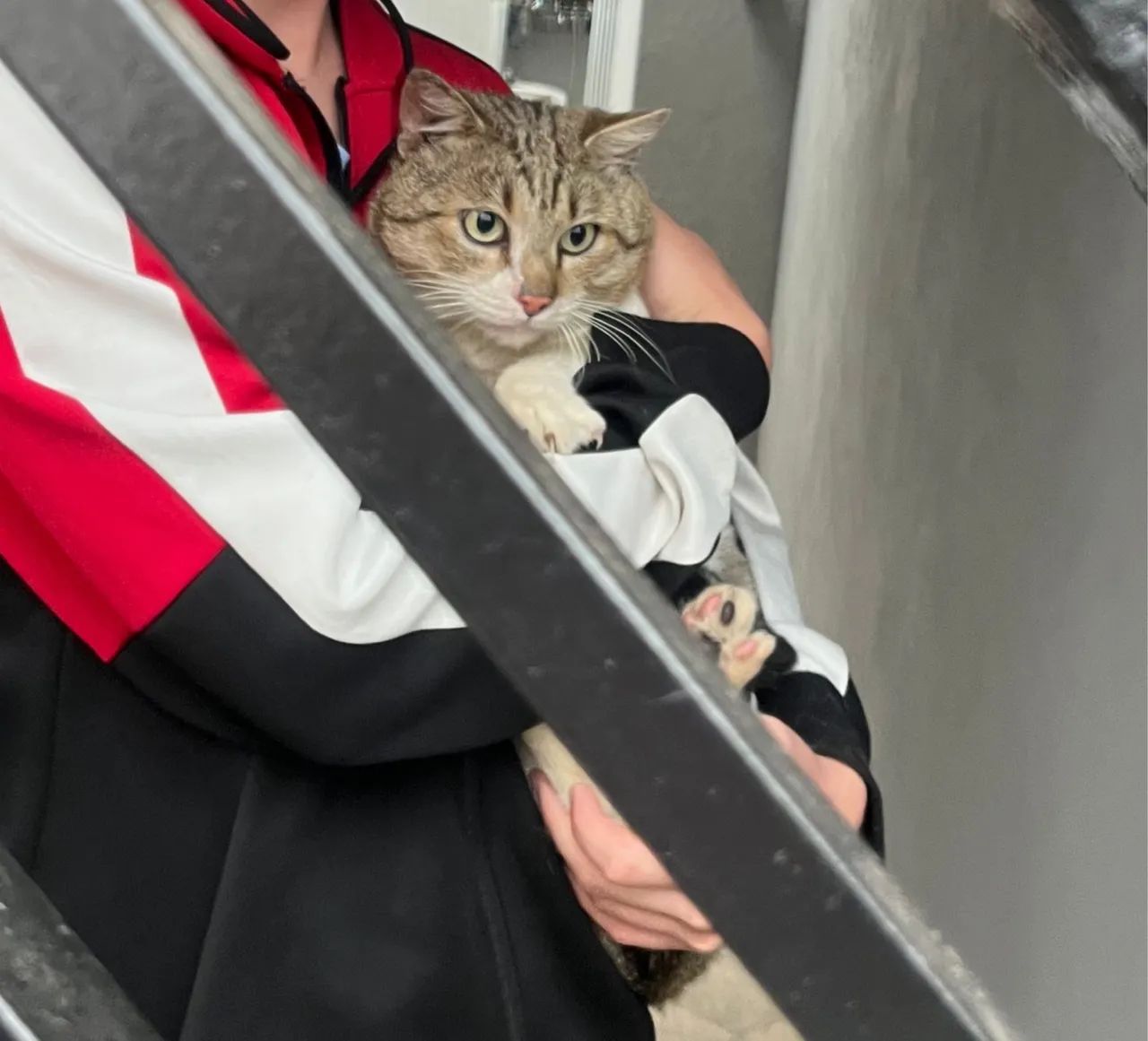 Adoção responsável gato Nino