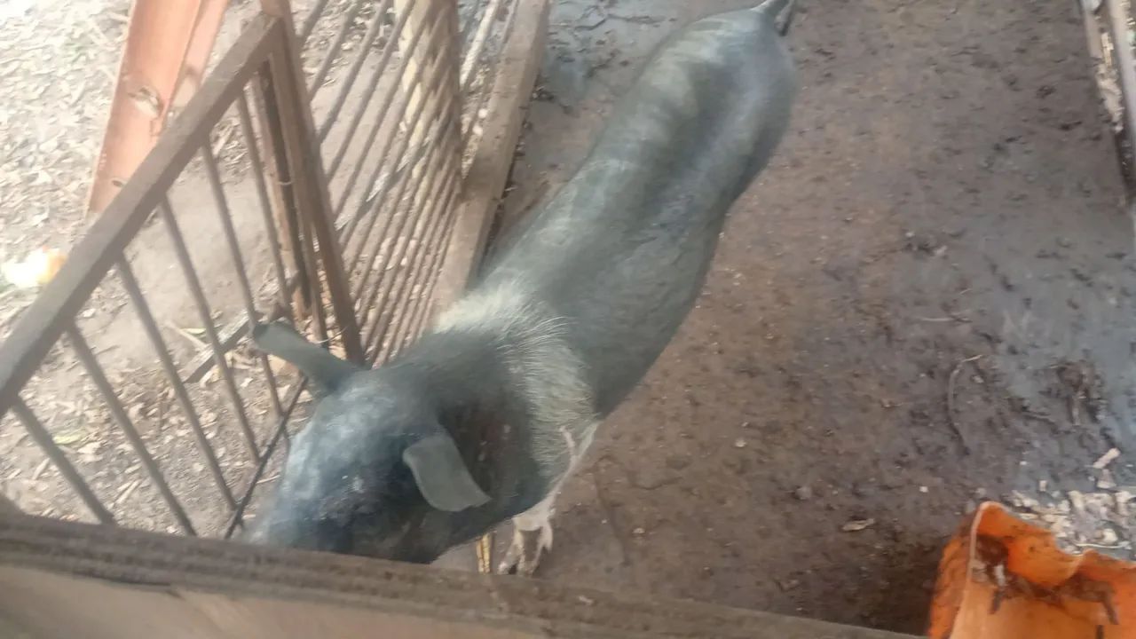 Porco - Foto 2