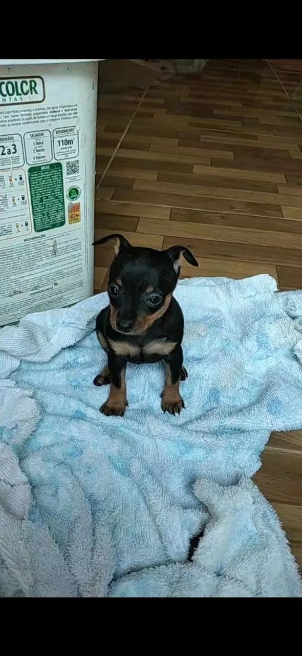 Cachorro  - Foto 2