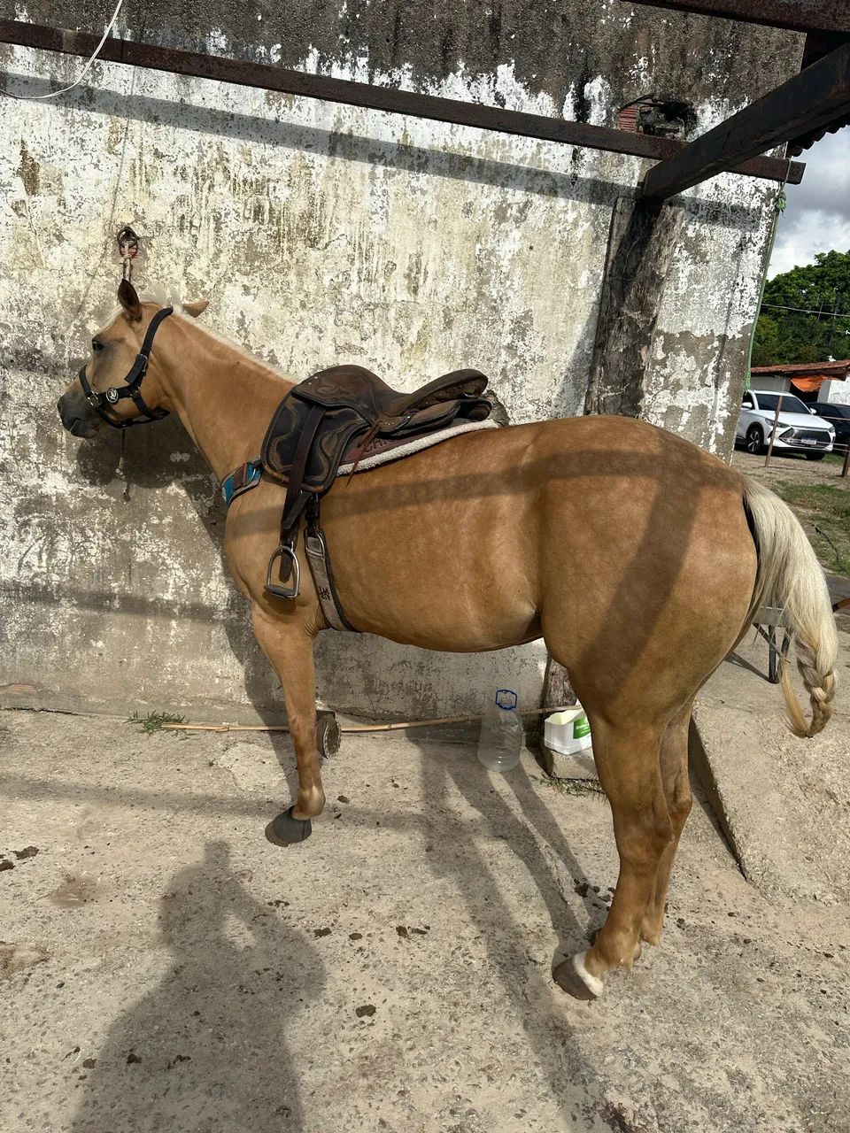 Potra domada  - Foto 4