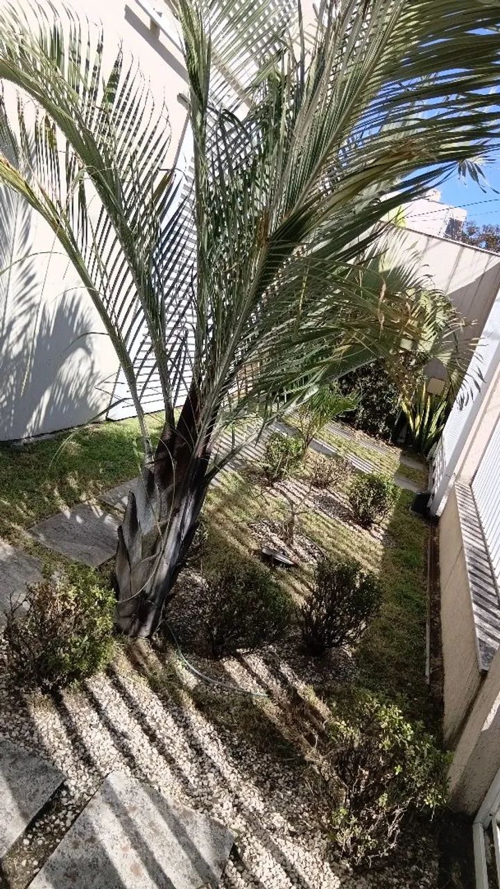 JARDINAGEM E LIMPEZA DE QUINTAL  - Foto 5