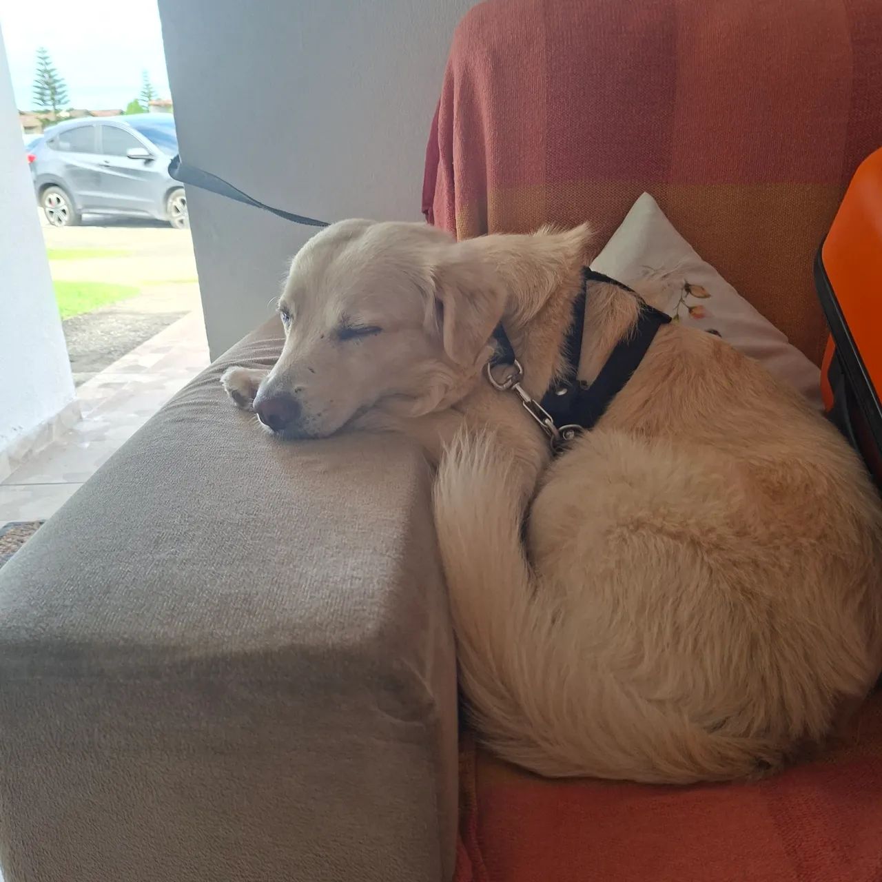 Cachorro de porte médio  - Foto 4