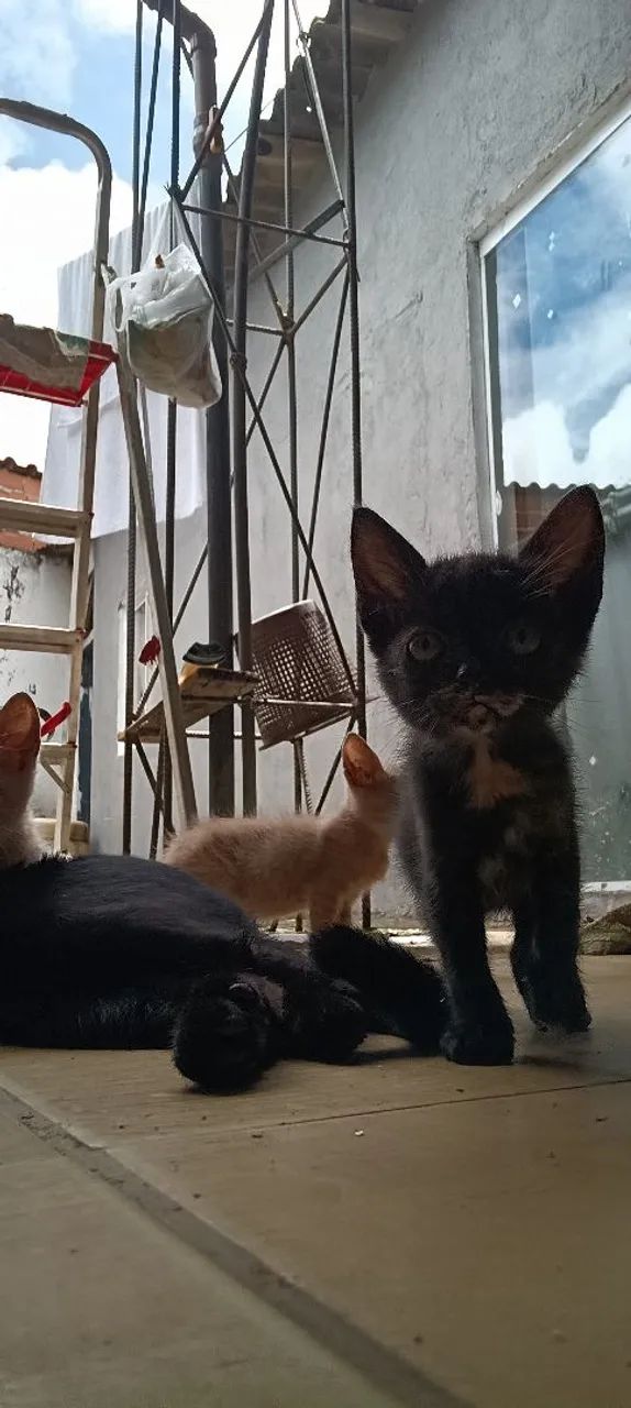 ? DOAÇÃO DE GATINHOS ? - Foto 3