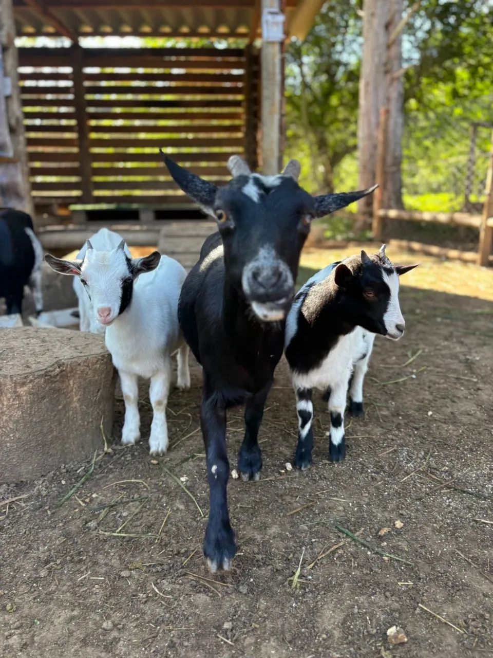 Criação de mini cabras Recanto flores ao céu  - Foto 3
