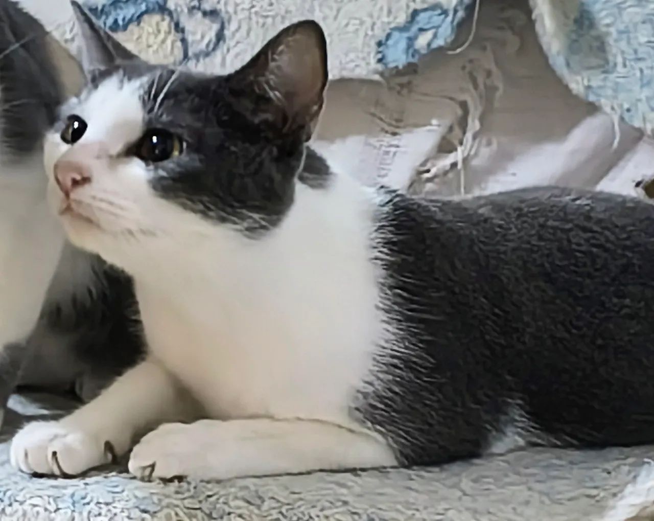 Gata para doação 