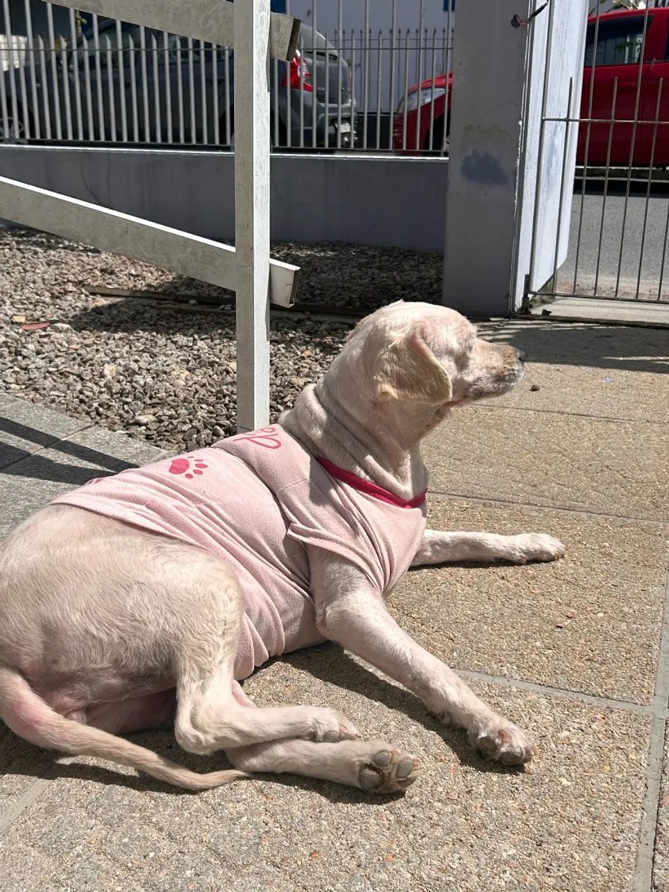 Doação cachorrinha - Foto 4