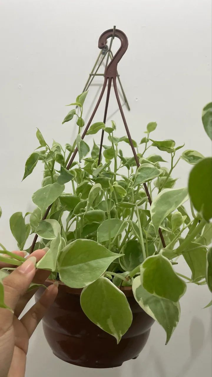 Duas plantinhas com acessórios  - Foto 4