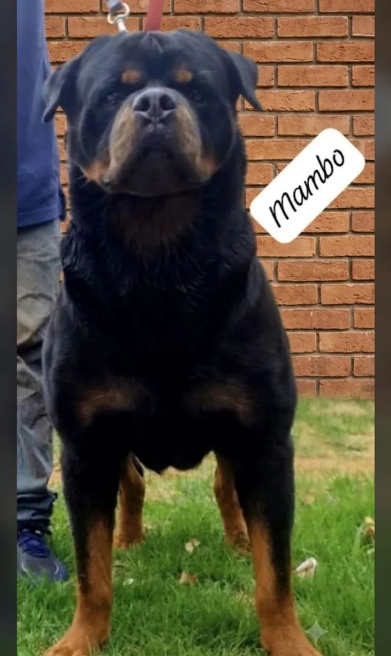Rottweiler  - Foto 2